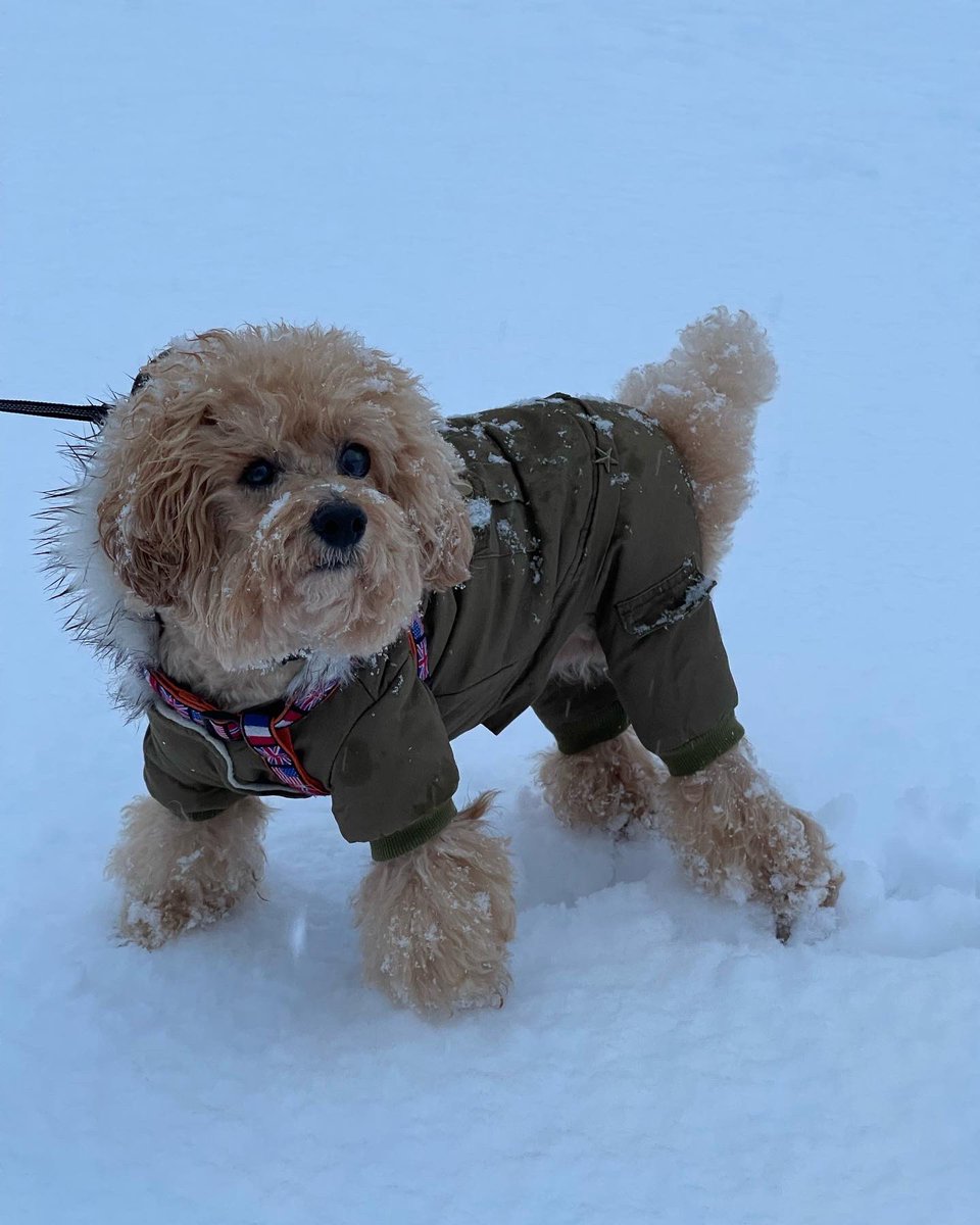 chenyu912's tweet photo. 🐩ラッキー雪の中❄️散歩❄️❄️❄️❄️
#snow #雪 #雪が降る　#散歩　#Doge 
#DogLife #犬が好き #犬 #わんこ 
#プードル #公園 https://t.co/qnSLmMWASu