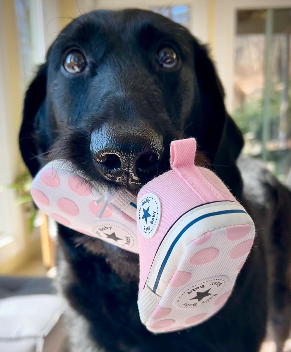 Meredith Corley tweet media