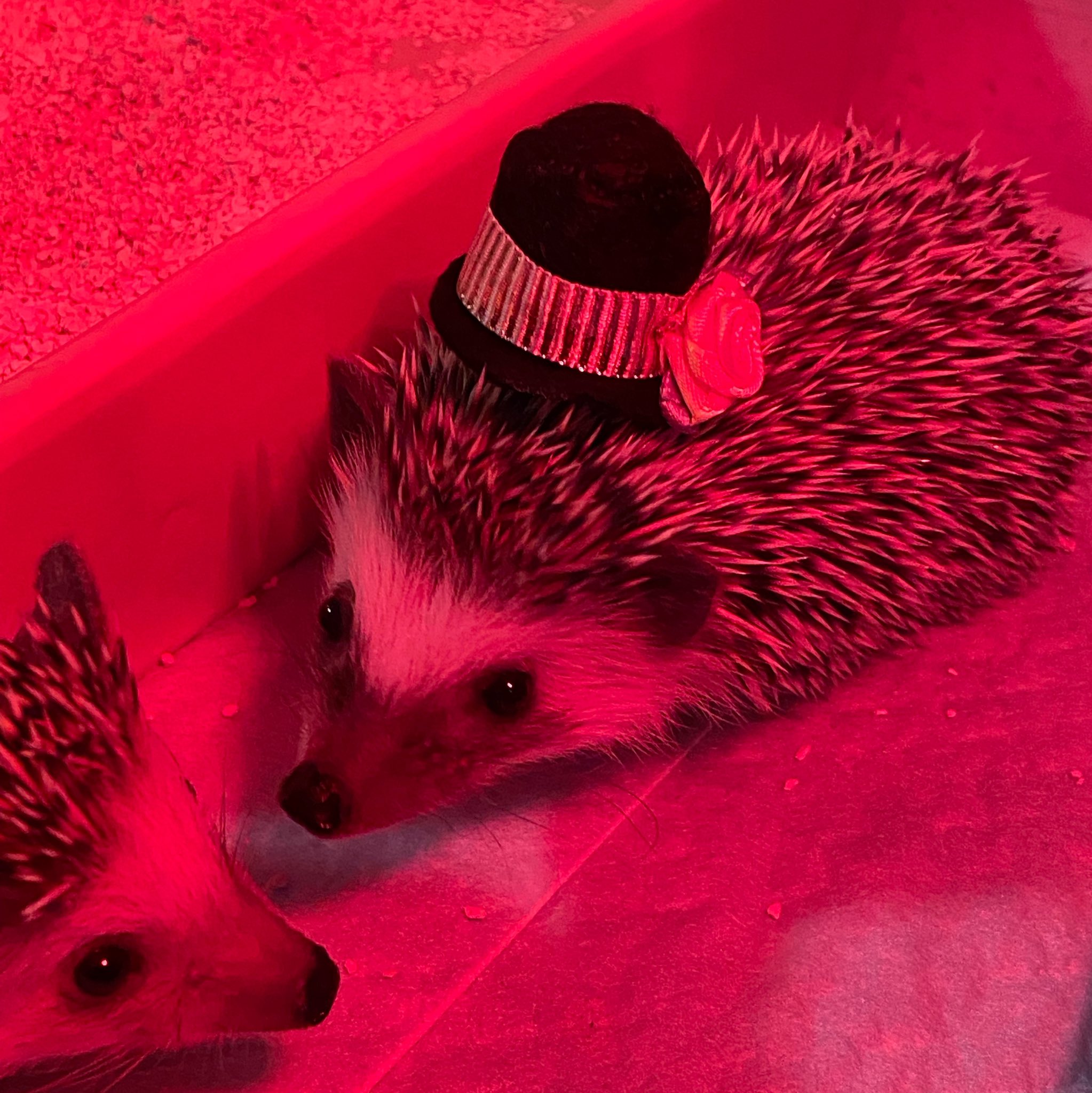 22春夏新色 はりねずみのぼうし 小動物用品