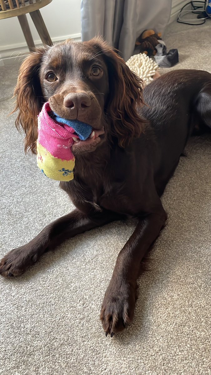 Dad hurry up, it’s time to go out walking!! I brought your socks but you gotta play ‘chase me’ for them first 😇🐶🏎💨😁 #dogs #dogsoftwitter #Spaniel