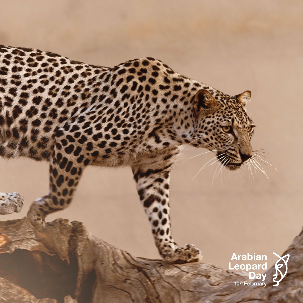 ExperienceAlUla's tweet photo. Did you know that there are fewer than 200 Arabian Leopards left in the wild?
This #ArabianLeopardDay, join #AlUla in raising awareness on the importance of conservation at a special celebration at #ElephantRock today. Let's start the conversation together

#ExperienceAlUla https://t.co/AFLeadOLG2