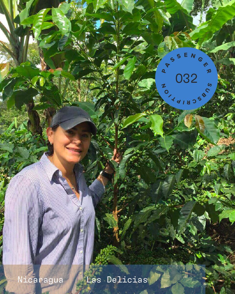 ozonecoffeeuk's tweet photo. Passenger 032 🌎 With tasting notes of strawberry, papaya and cacao, this week's coffee is a real treat! Click to learn more about our Passenger Subscription! 🌎 🧡 #PassengerSubscription #OzoneCoffee https://t.co/rkzHSyi6Ci https://t.co/uDjkOrJe8Z