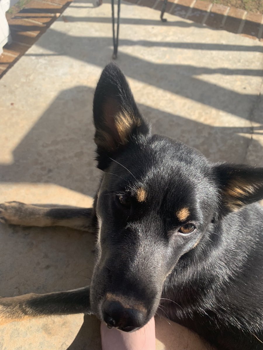 whysaikyo's tweet photo. molly is cute :-) everyone tell molly she is cute https://t.co/JyzIh1vAka