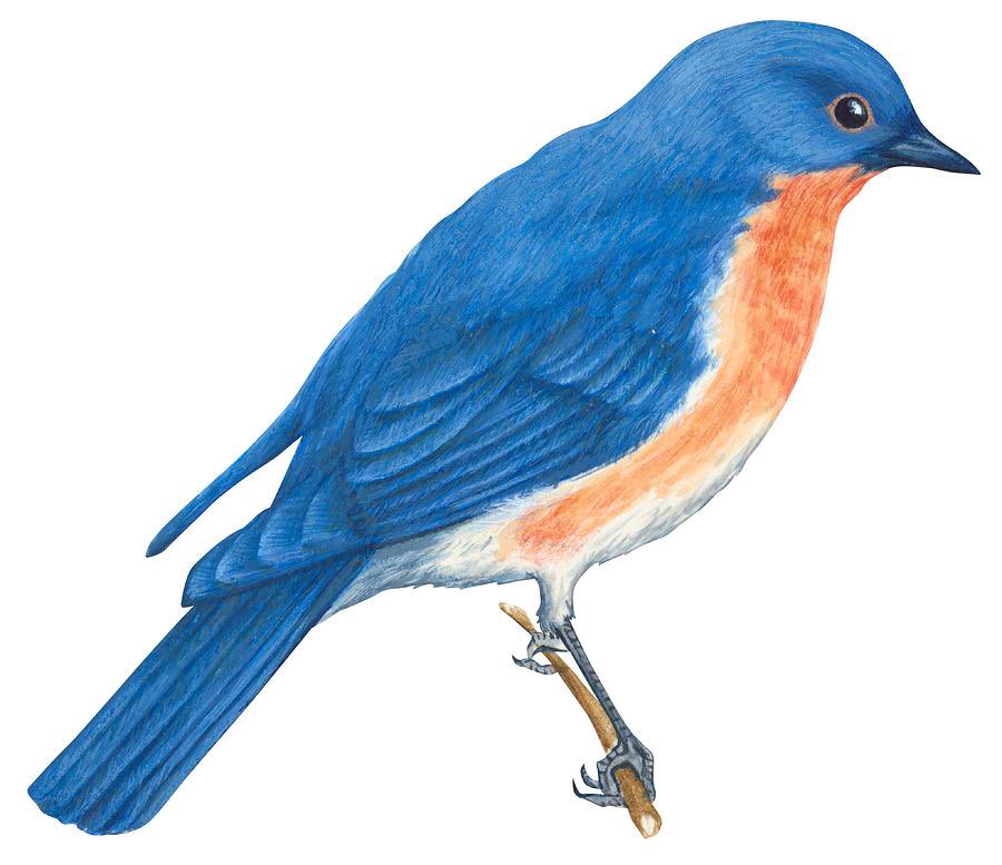 schmeeeb's tweet photo. @dansinker The bluebird of mild symptoms and fast healing to your family https://t.co/kwvJsbQwXh