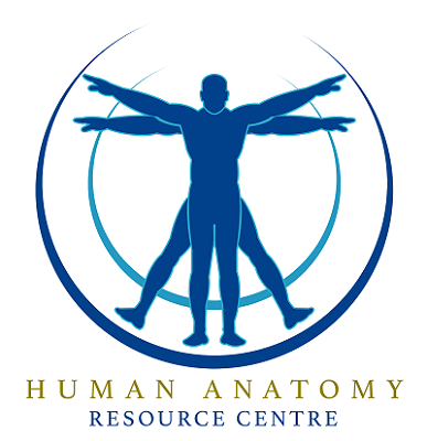 Great opportunity to join the Human Anatomy Resource Centre (HARC) for one year as a <a href="/LivUniMedicine/">UoL School of Medicine</a> Clinical Anatomy Education Fellow. Perfect for a clinician with a passion for clinical anatomy and educating student doctors. my.corehr.com/pls/ulivrecrui…