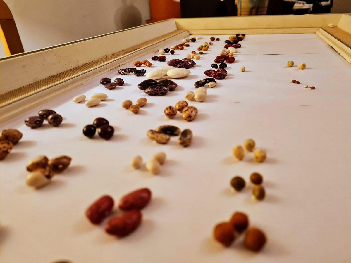 Heute ist #WorldPulsesDay! Die Gelegenheit, alle in 2021 getestete und geerntete #Hülsenfrüchte einen schönen Platz zu geben.
#LovePulses #Vielfaltschmeckt #Bohnen #Erbsen #Kichererbse #Sortenvergleich