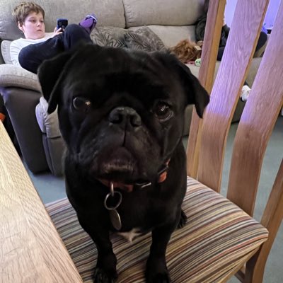 pug_buster's tweet photo. #NewProfilePic https://t.co/HIAypLJLkQ