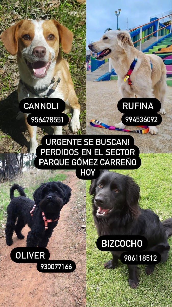 Urgente!! Favor RT Perdidos hoy en sector Gomez Carreño Viña del Mar 
<a href="/vinadelmar/">Municipio de Viña del Mar</a>