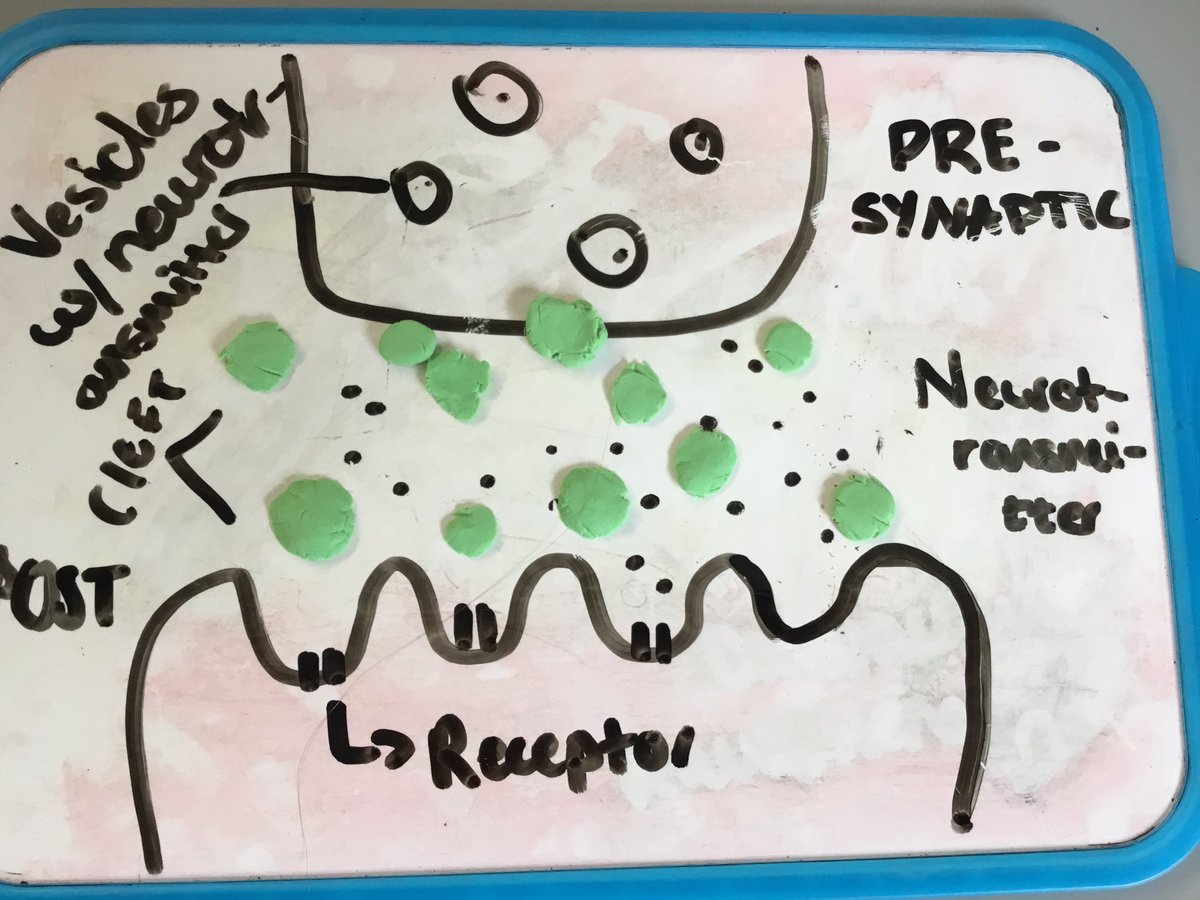 SJLPsychAndSoc's tweet photo. Some creative psych highlights from the half term via the medium of play dough#creative-pedagogy#synaptictransmission https://t.co/tfb3UpUBK8