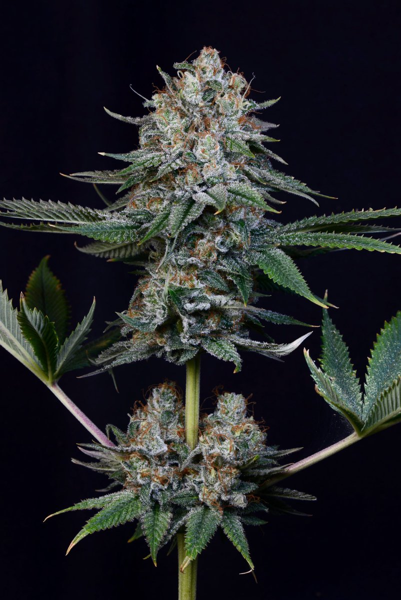 UptownGrowLab's tweet image. #funkdaddy NL5 x Dinachem #cannabisannual2022 #maryjaneismysidepiece #cannabismedicine. Have a great day everyone!