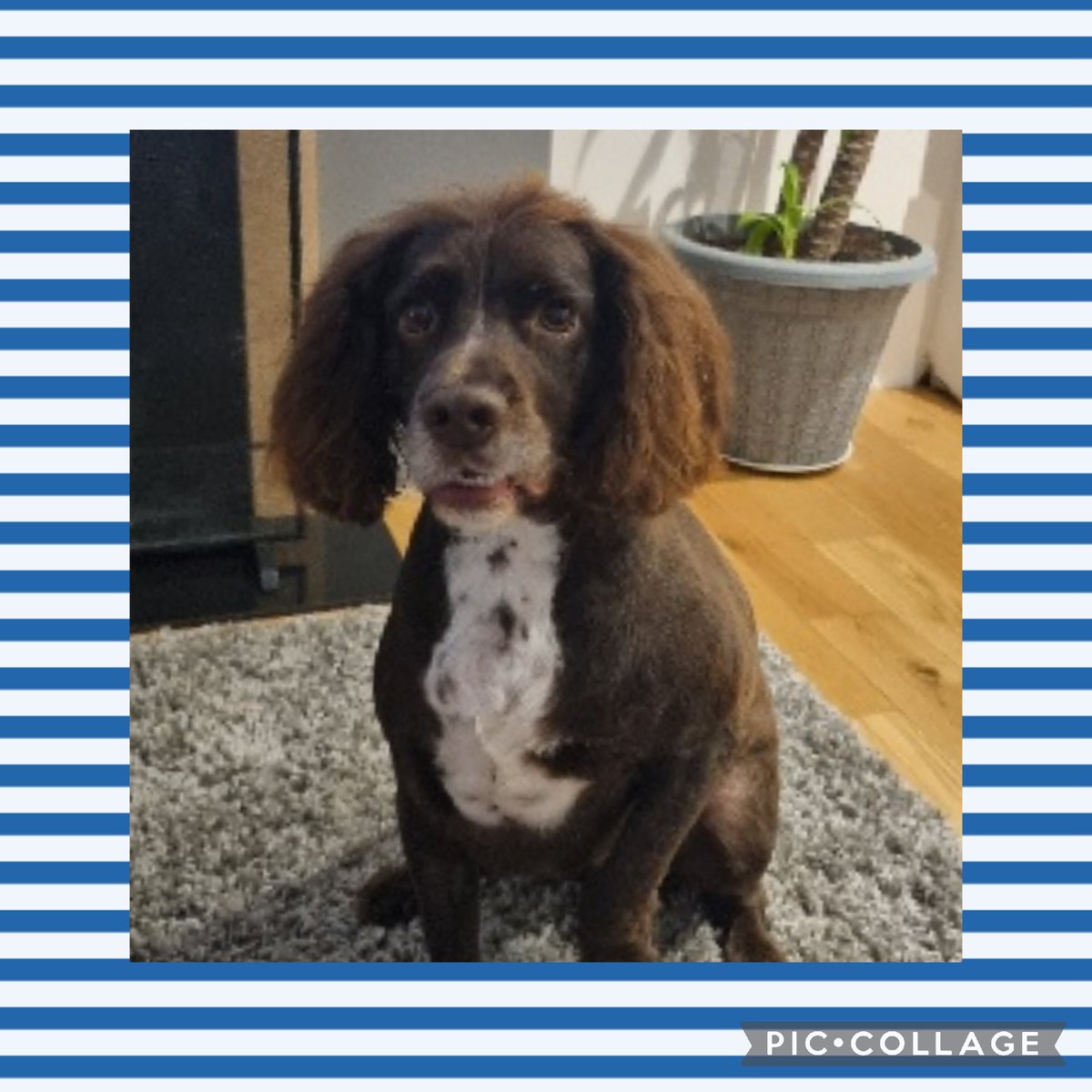 Sarah Dunn (@mrsd1704) on Twitter photo As we focus on #childrensmentalhealthweek2022 <a href="/Layton_Primary/">Layton Primary School</a> Woody has been enjoying some self-care with a trip to the groomers 🐾💙 Doesn't he look smart? As we focus on #childrensmentalhealthweek2022 <a href="/Layton_Primary/">Layton Primary School</a> Woody has been enjoying some self-care with a trip to the groomers 🐾💙 Doesn't he look smart?