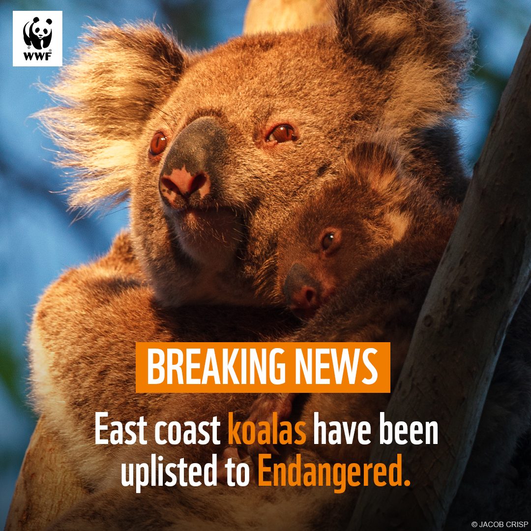 WWF_Australia on X: ⚠️ BREAKING: The Australian Government has uplisted  koalas on the east coast from Vulnerable to Endangered. This is a  bittersweet outcome, but a critical step towards reversing the decline