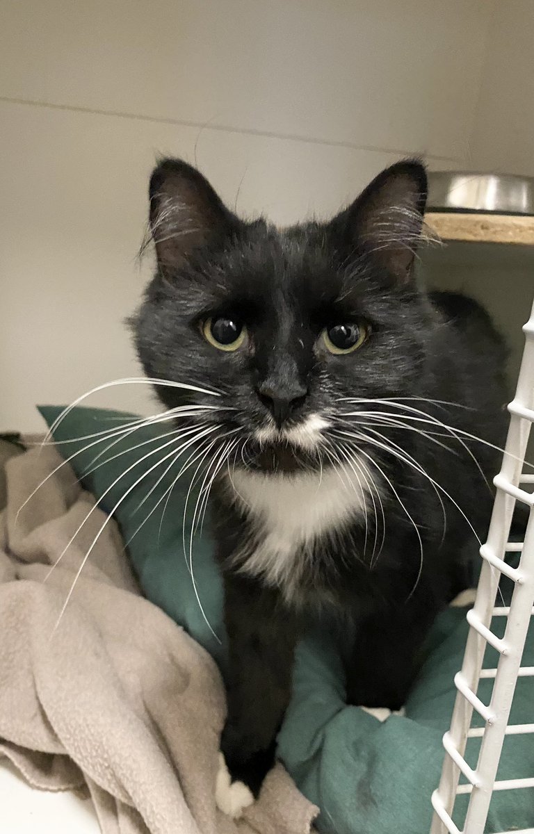 SAFEteamrescue's tweet image. Happy Purrsday from adoptable kitty, Cleo!  Cleo would like to announce that she is our new in-store supervisor at Pet Valu Parsons (736 Parsons Road, Edmonton)!  This 1.5 yr little cutie pie enjoys gentle pets, quiet chats, and she will be such a lovely forever family member.