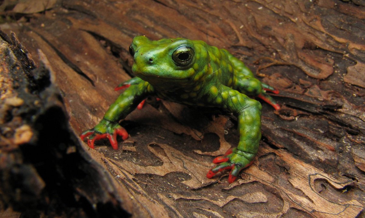 EucariRod's tweet image. E aí tchurma, vamos de #biothreadBR da semana:
Como um sapinho muito admirável com só 4cm e que tem toda sua população habitando uma área de 700m impediu (com a ajuda de bastante gente) a construção de uma usina hidrelétrica no município de Arvorezinha, RS. 🐸🚫⚡️