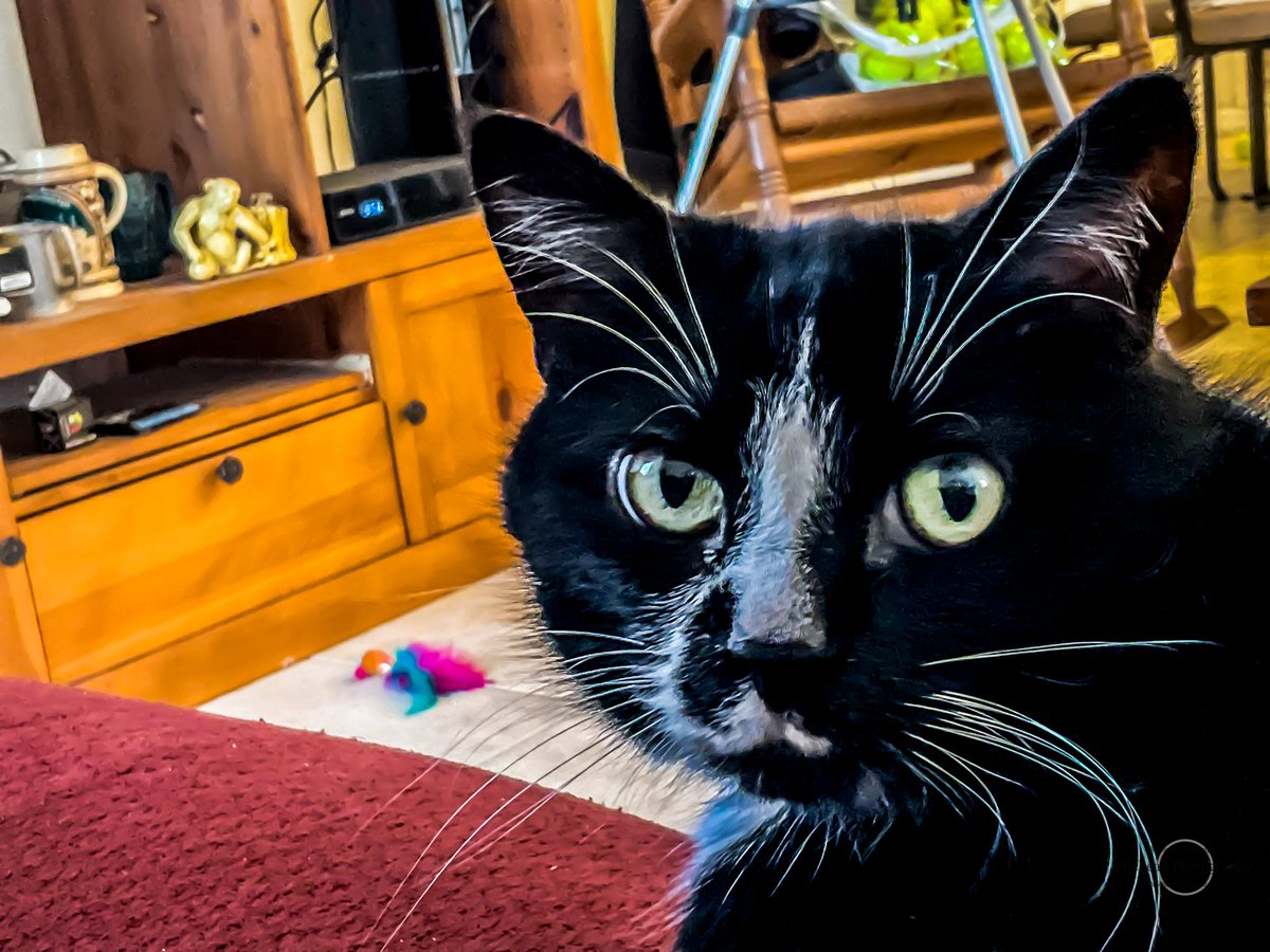 Imagemaker1961's tweet photo. Yeah, #ThirstTrapThursday was actually started for cats.
#cat #feline #findthemonkey https://t.co/136qVLhR7p