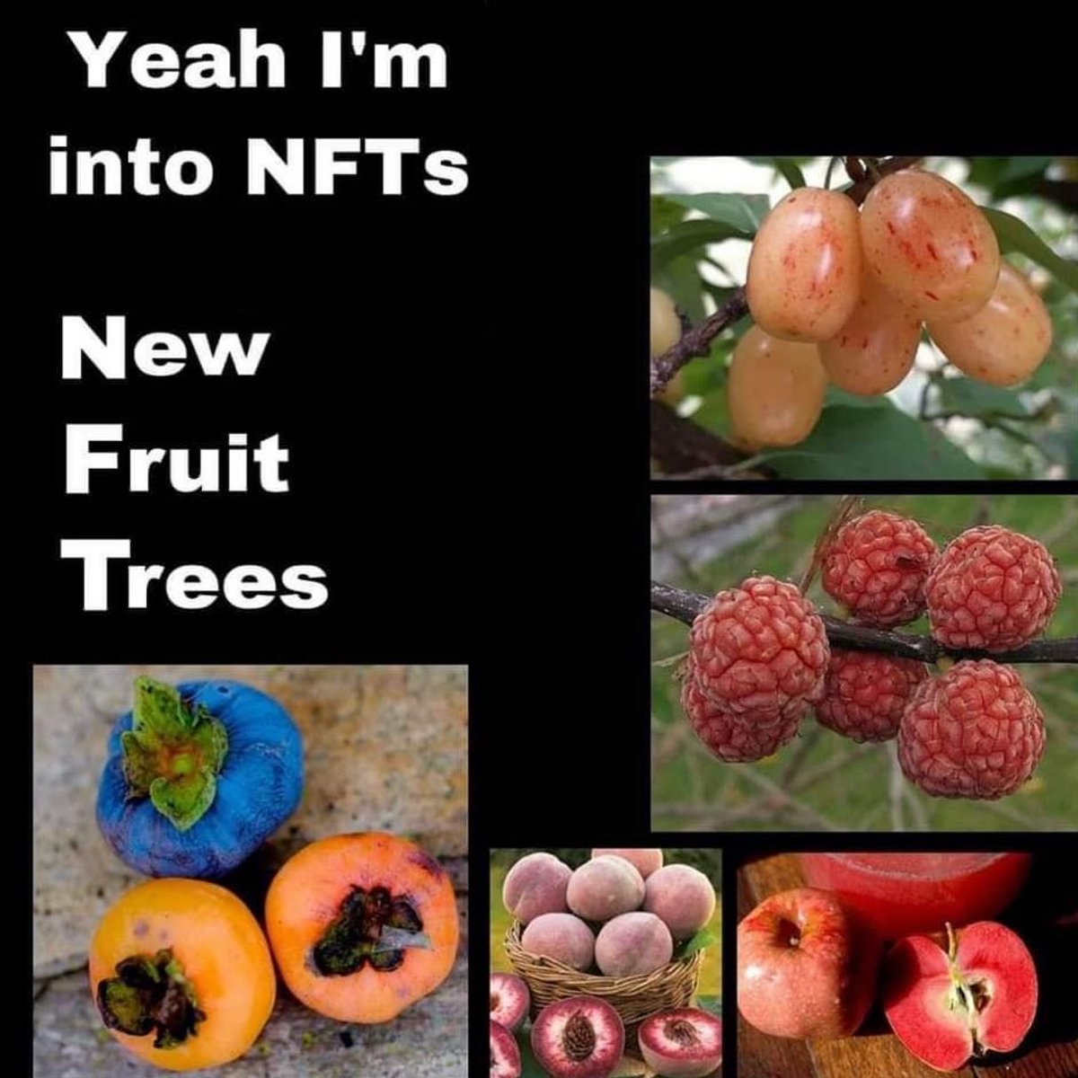 regensolarpunk's tweet photo. My kinda #NFTs 🌴🌲🍉 🍋🍒🍓🍎🍇 https://t.co/hli55sacOg