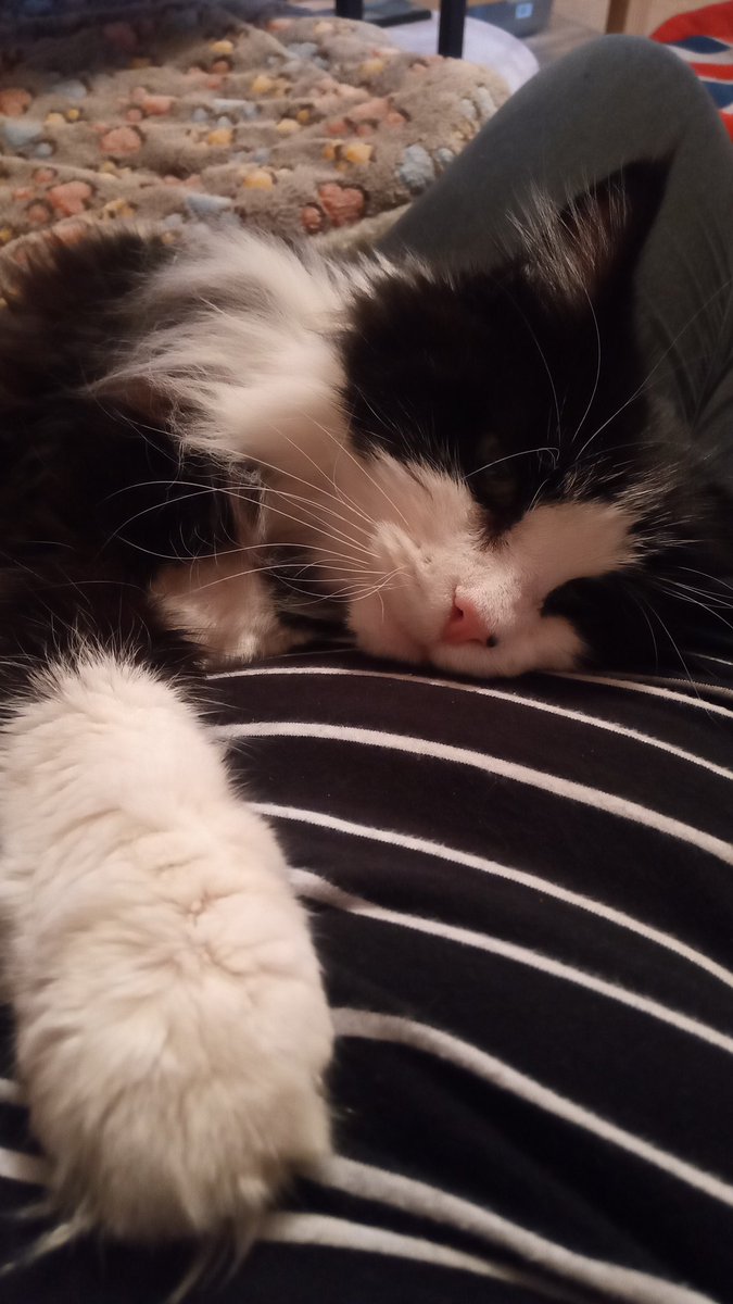 ElsieKay14's tweet photo. Trying my hardest to look cute when I've been a pest all evening ❤️ #ACatsLife #CatsOnTwitter #cats #deafcat #almost16 #CatsOfTwitter #cats #mittens https://t.co/LNu8Y5J5xD