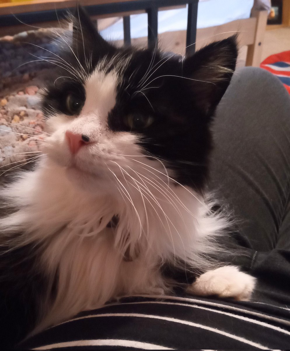 ElsieKay14's tweet photo. Trying my hardest to look cute when I've been a pest all evening ❤️ #ACatsLife #CatsOnTwitter #cats #deafcat #almost16 #CatsOfTwitter #cats #mittens https://t.co/LNu8Y5J5xD