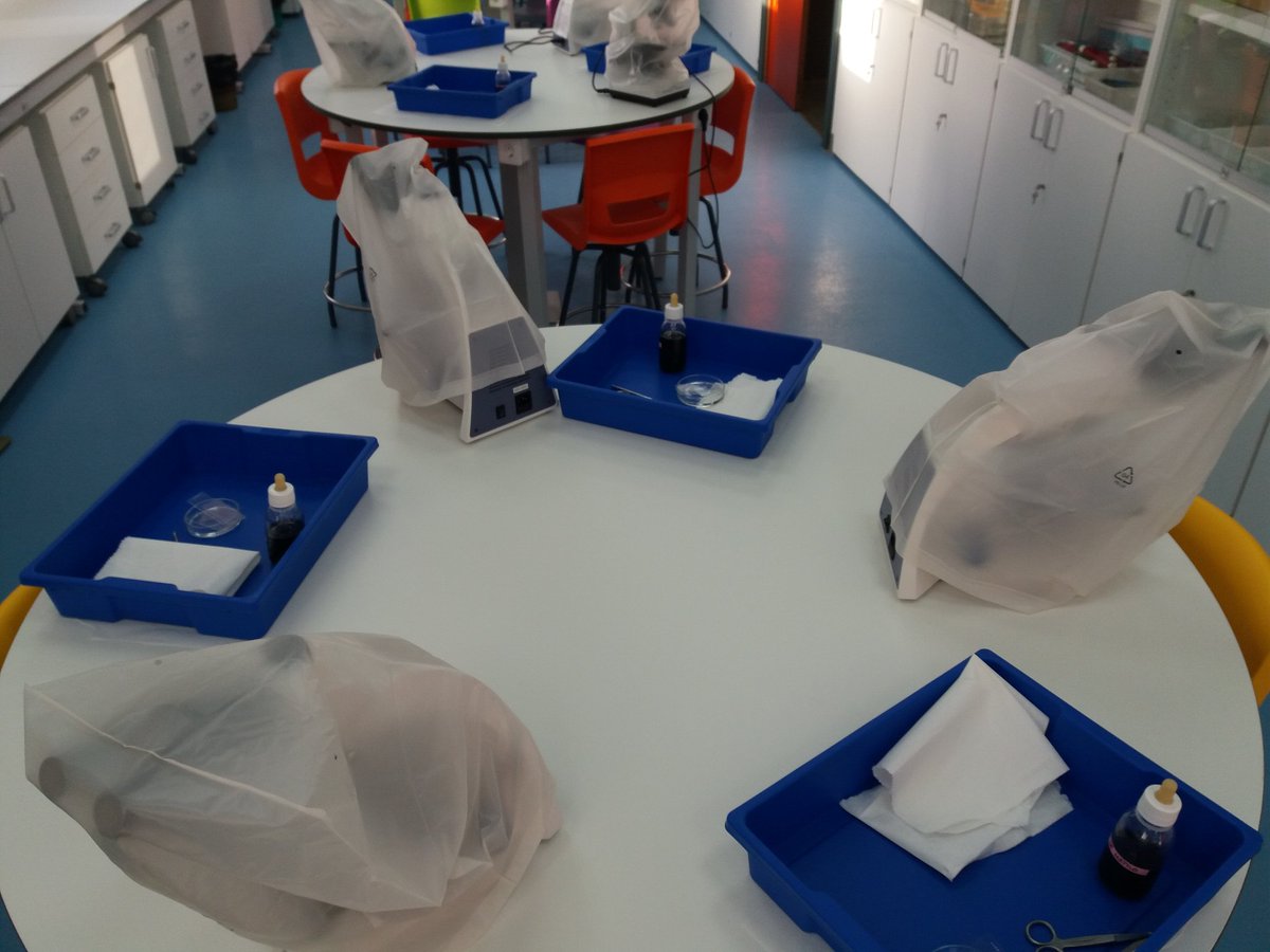1pasoala100cia's tweet photo. Seguimos con las prácticas de #biología en formación inicial de Maestros/as del #DGMEPyPed, en #FyDB de @ucm_educacion. Nuevo grupo que aprende a usar el microscopio y a hacer preparaciones de cebolla y de puerro. La apertura de ojos indica el paso de "no se ve nada" a "ostras" https://t.co/XZwxGfZWao