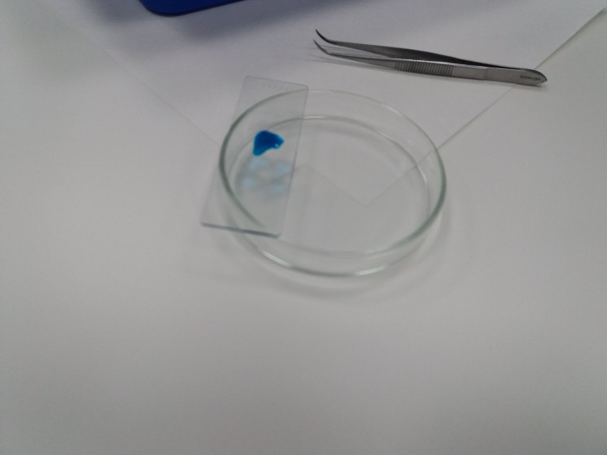 1pasoala100cia's tweet photo. Seguimos con las prácticas de #biología en formación inicial de Maestros/as del #DGMEPyPed, en #FyDB de @ucm_educacion. Nuevo grupo que aprende a usar el microscopio y a hacer preparaciones de cebolla y de puerro. La apertura de ojos indica el paso de "no se ve nada" a "ostras" https://t.co/XZwxGfZWao