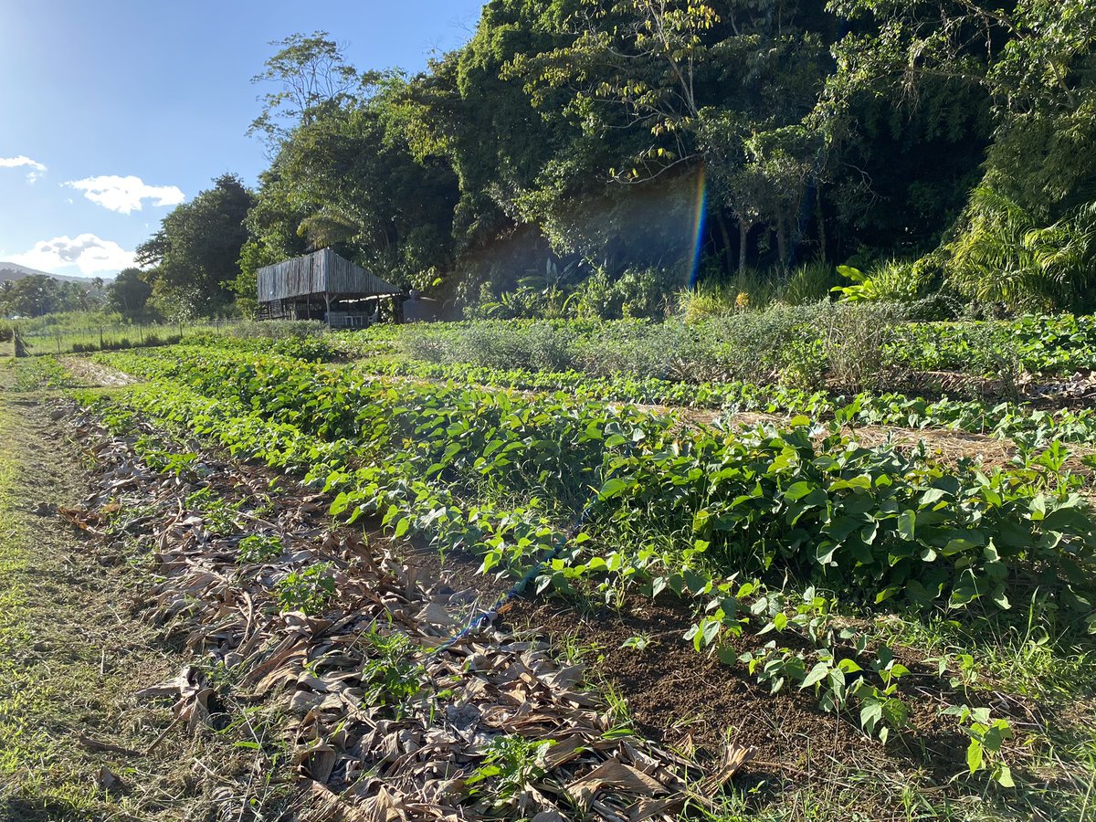 Visite avec <a href="/Synergiles/">Synergîles</a> de #Karusmart, une microferme climato-intelligente (cultures associées, espacements, plantes multi-services…) de <a href="/INRAE_France/">INRAE</a> à Petit-Bourg en Guadeloupe