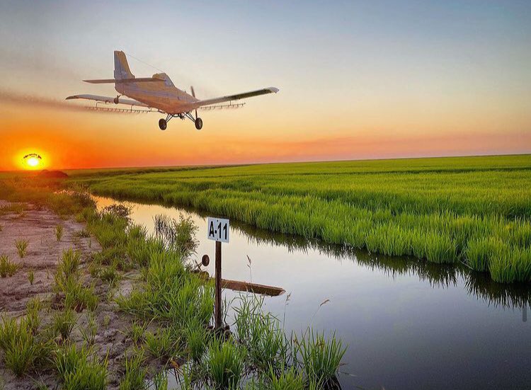 🌾👌 Some shots of de N applications 📸 #pilotlife #farming #RICE