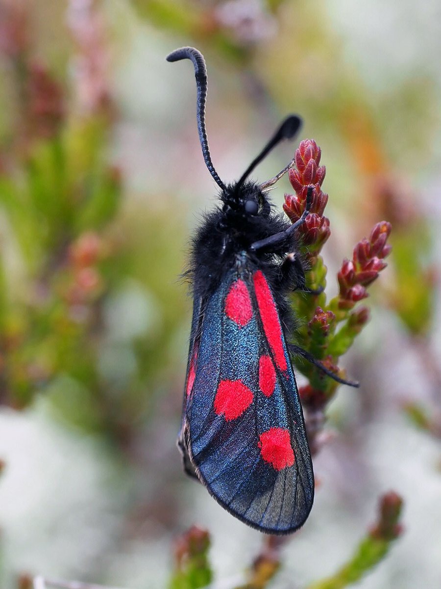 MarLodgeNTS's tweet photo. An incredible 1,974 species of #insect have been found at Mar Lodge, around 40% of all the species recorded. This includes rarities such as the Scotch burnet moth, which is found on just five or six hills around #Braemar. Read about our insect life here: https://t.co/lMwEdmB3AF https://t.co/DIjupmsY1b