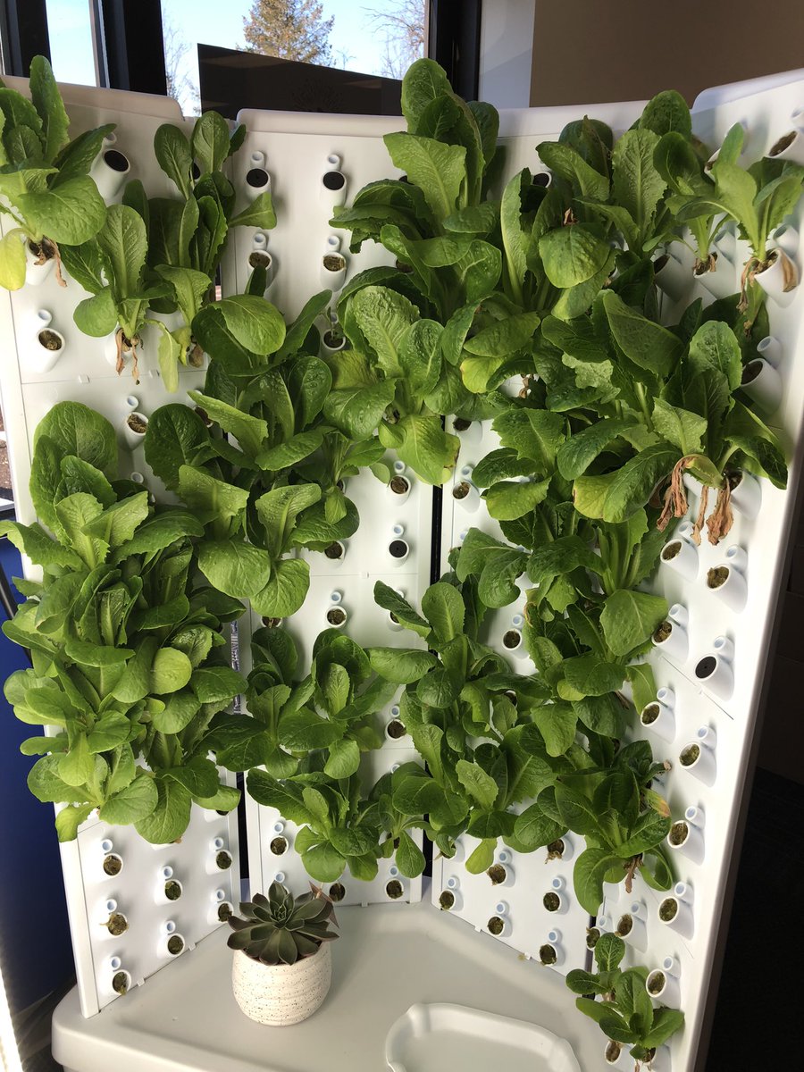 BucksIUSTEAM's tweet image. Exciting day at the Fab Lab yesterday- Harvested our first crop of lettuce and donated to @CBSDSchools #BarclayElementary farmers market! Looking forward to the next harvest from our @ForkFarms unit and making more donations! #STEMinPA