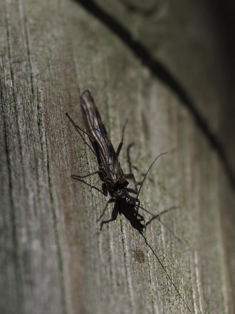 An incredible 1,974 species of #insect have been found at Mar Lodge, around 40% of all the species recorded. This includes rarities such as the Scotch burnet moth, which is found on just five or six hills around #Braemar. Read about our insect life here: facebook.com/MarLodgeEstate…