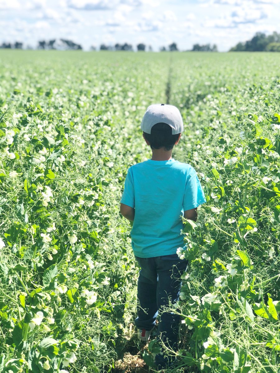 AB Pulse Growers tweet media