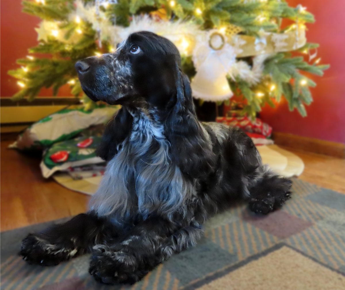 Please continue to Vote for Sir Tank for America's Favorite Pet! One free vote every 24 hrs. The votes will be greatly appreciated!
ow.ly/xZlj50HRjjN