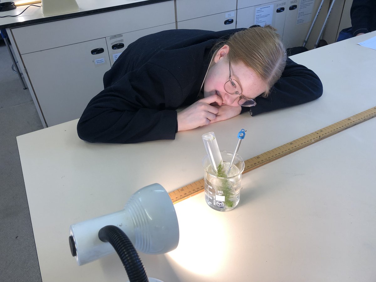 StMarysScienceD's tweet photo. This week year 10 biologists have been looking at the effect of light intensity on the rate of photosynthesis of pondweed. The move the pondweed closer and further from the light source and counted the number of bubble produced to see the effect #photosynthesisinaction #biology https://t.co/95Gps0lHAX