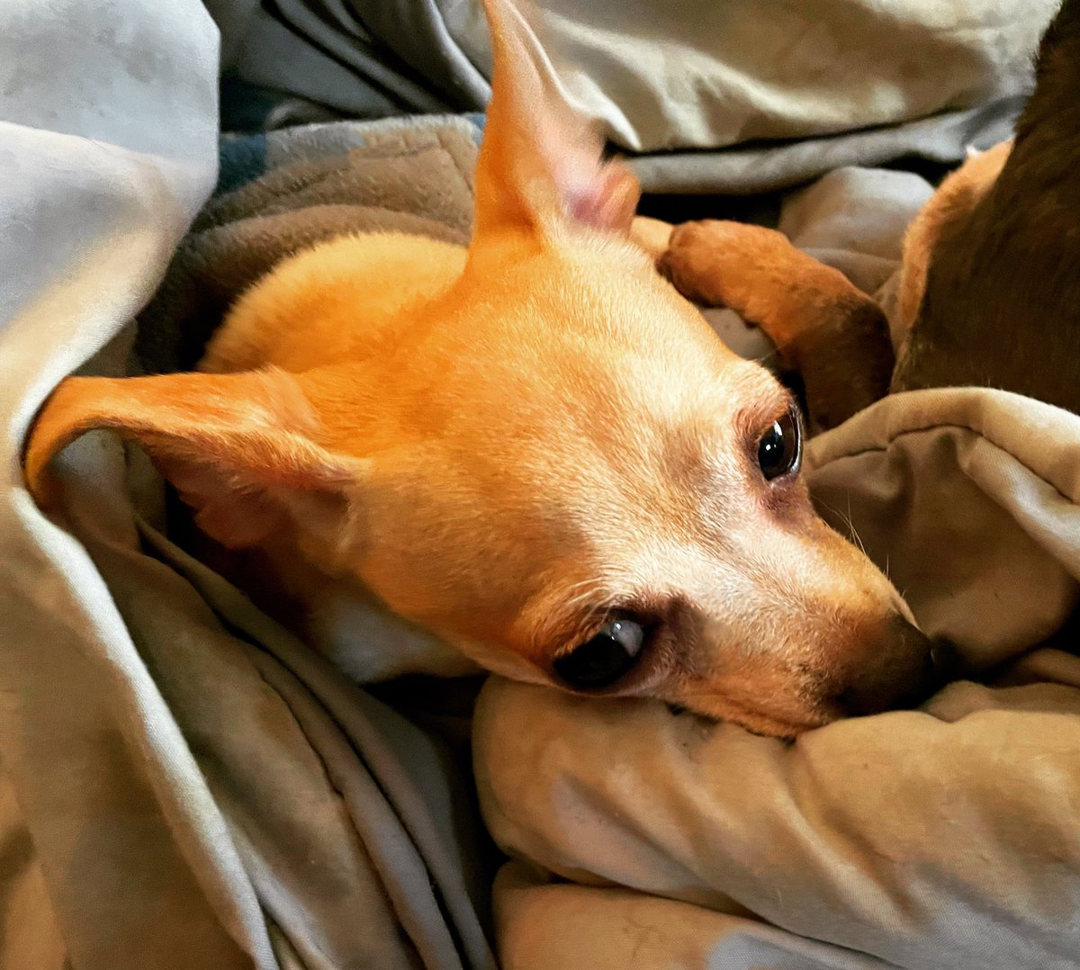 sarahanunn's tweet photo. I looked through my many many many photos of Jasper & 99% of them are just of his face. I have to assure you that he does have a body, it’s just normally buried under multiple layers of warm blankets…
🤣
#SmolDogProblems #ThursdayMorning #Chihuahua #RescueDog #AdoptDontShop https://t.co/Rf09JjKszc