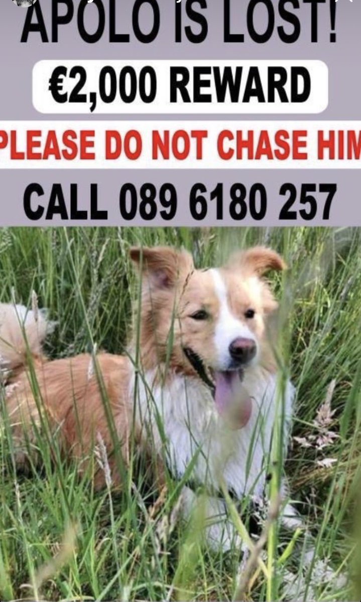 reglooby's tweet photo. Apollo went missing from kennels in December. He’s been sighted recently in the Westmeath / Meath area. If anyone sees him, can you please contact owner!!

#missingdog #Apollo https://t.co/brSIKS0Hho