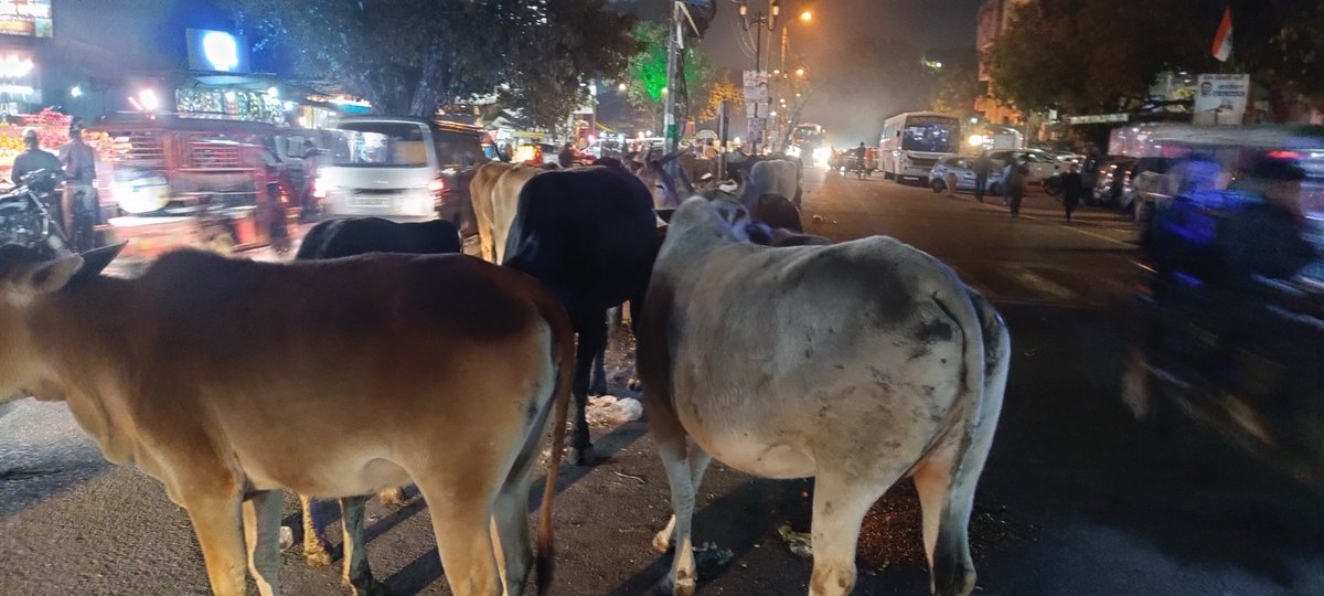 5mayankjoshi's tweet photo. Please SAVE @cows in Govindpuri Delhi, We need to shift them to another place &amp; a 24/7 toll helpline Number. @narendramodi @PMOIndia @ArvindKejriwal @CMODelhi  @LtGovDelhi @Dmsoutheastdelh @dtptraffic @BJP4India  @AamAadmiParty @DelhiPolice @peta #MCD https://t.co/kfH6hjv12B