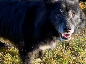 #LOST #DOG  
MILO PLEASE DO NOT CHASE
Male #Collie Cross 
#Missing from #Rollesby #Norfolk #NR29 on Thursday, 10th February 2022   #LostDog  #ScanMe  doglost.co.uk/dog-blog.php?d… <a href="/VetsGetScanning/">MakeChipsCount to Reunite Pets</a> <a href="/SAMPAuk_/">Stolen&Missing Pets</a> <a href="/BCTGB/">Border Collie Trust</a> <a href="/colliesontherun/">@ColliesOnTheRun</a> <a href="/RollesbyCC/">Rollesby CC</a> <a href="/TommySheringham/">North Norfolk Gooner</a> <a href="/thejut49/">Justine Brookes</a> <a href="/ThePawPostUk/">The Paw Post</a>