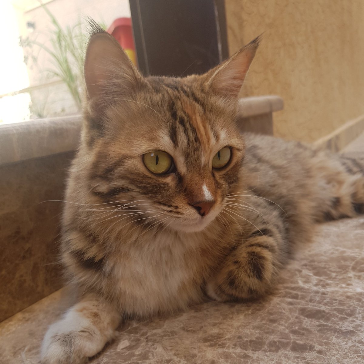 Sara_200410's tweet photo. #صورة_ملف_شخصي_جديدة #cat 
رودي💓💓💓 https://t.co/GoZlyYYSpu