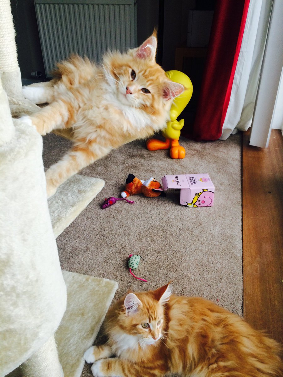 GoodMcDo's tweet image. Throwback to when they were so little (and Buddy could fly!) 😹🦁@buddy_gizmo #ThrowbackThursday #FlyingGingies #cats
