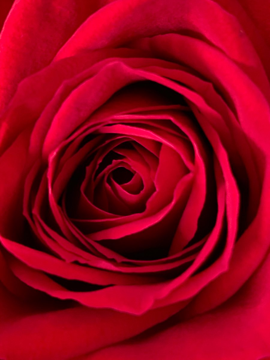 isabellaspad's tweet photo. Valentine’s Day is coming up! Here’s a photo I took last Valentine’s Day of some roses. #ValentinesDay #roses #flowers https://t.co/Znv7feS0gu
