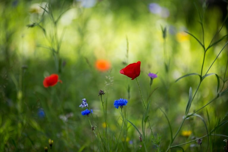 Wil je dit jaar een #bloemenweide of #bloemrijkeakker ontwikkelen? Vergeet dan niet voor 𝟭 𝗺𝗮𝗮𝗿𝘁 het Drentse bloemenmengsel van de #CruydtHoeck te bestellen. Vraag hier een offerte aan > bit.ly/3Lo4cpa #landschapsbeheer #Drenthe #biodiversiteit