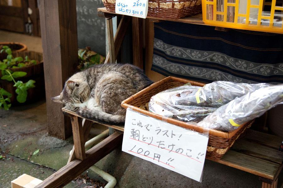 ServerlessC's tweet photo. Enjoy this cat picture! By @mavi888uy playing with #NoServerNovember https://t.co/TVguilApDa