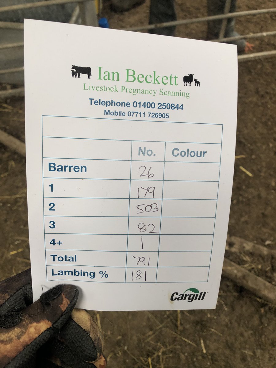 Bit colder shearing this week at home to last week in Nz 🥶 pleased with the scan, 1/3 of the flock are shearlings. Rams went out for 4 weeks