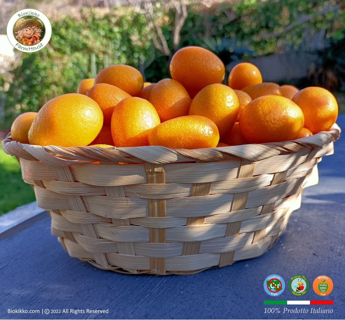 BioKikko Project tweet media