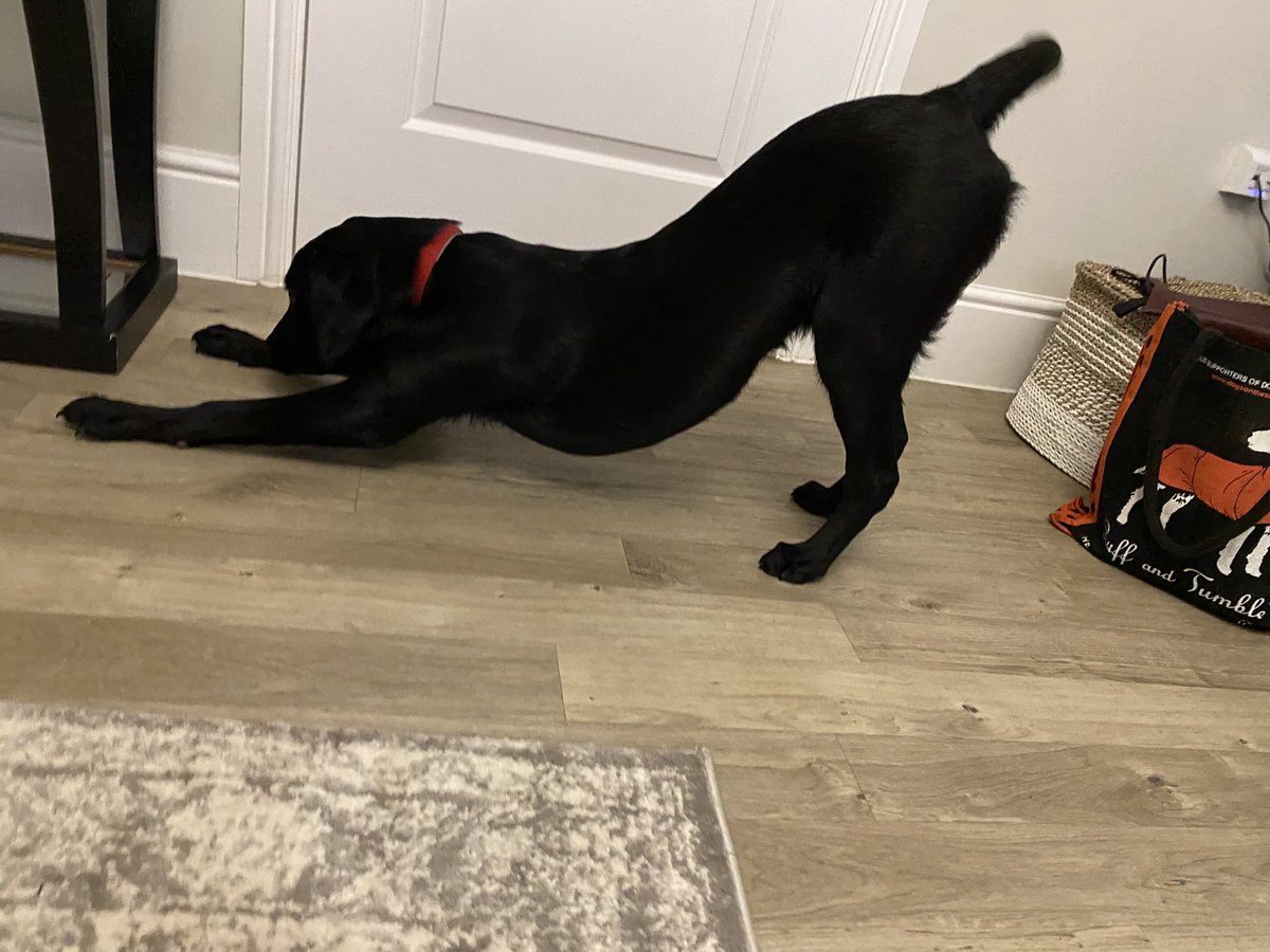 canine_essex's tweet image. If you don’t say “good stretch” you are a psychopath! #lovedogs #dogsoftwitter #goodstretch #canine #DogLife