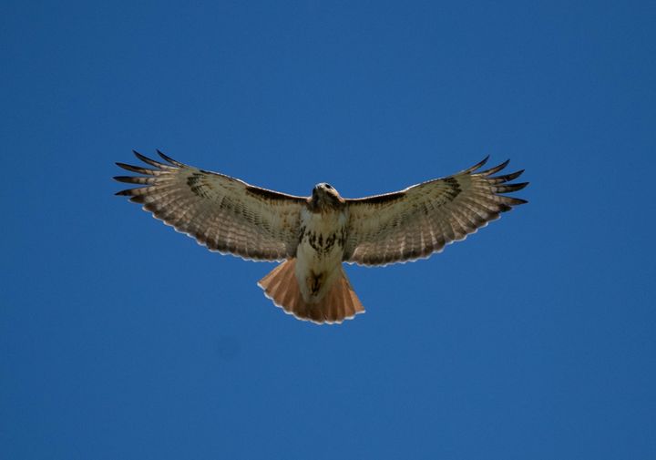 DarkWaterPhotos's tweet photo. w00t! A small kettle of four Redtailed Hawks just passed over #MidtownTO 12:40 PM this afternoon!
#HawkWatch #BirdsOfPrey #RedtailsTO #YYZ #BirdLife https://t.co/7HwMUCf46W