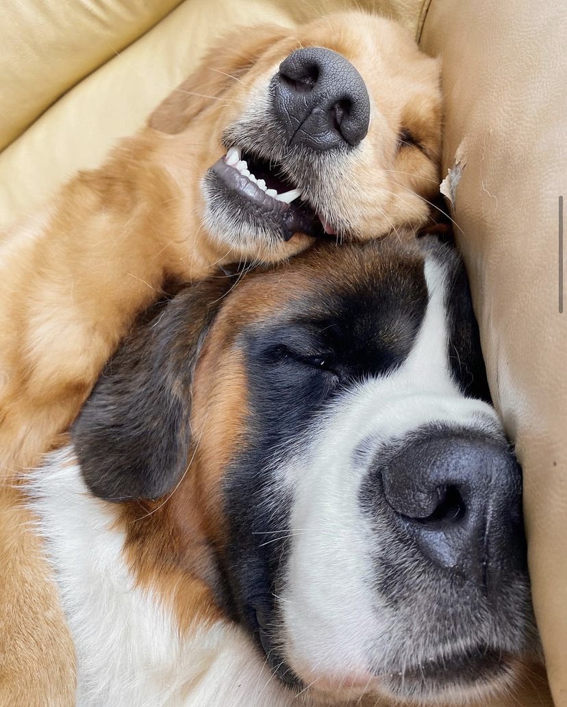 dog_rates's tweet photo. This is Chester and Chelsea. Chelsea's love language is physical touch. Chester's is words of affirmation but he does not mind the cuddles because quality time works for him too. Both 13/10 https://t.co/rzER5Yx7pR