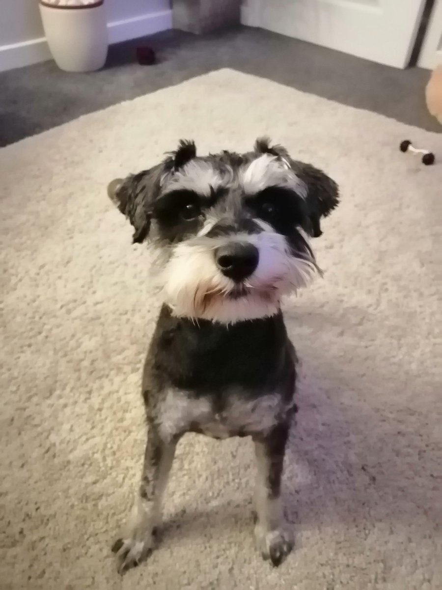 Before and after our groomins. Someone is happier than the other 😂😂