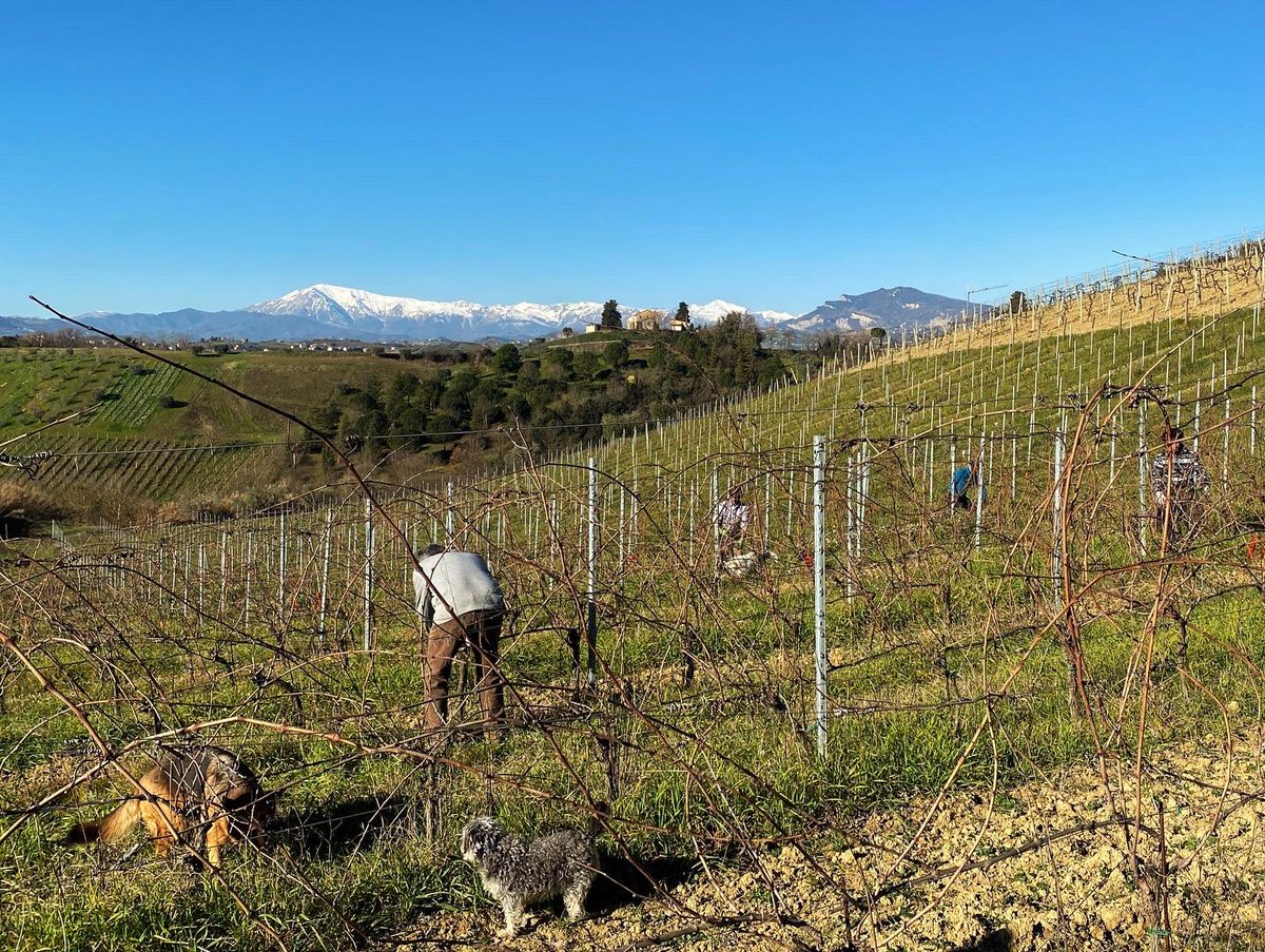 the view from our office 😍🍇✂️ #pruning #organicwine #vignaioliindipendenti #vignaiolifivi #fivi #terroirmarche #skyline #vista