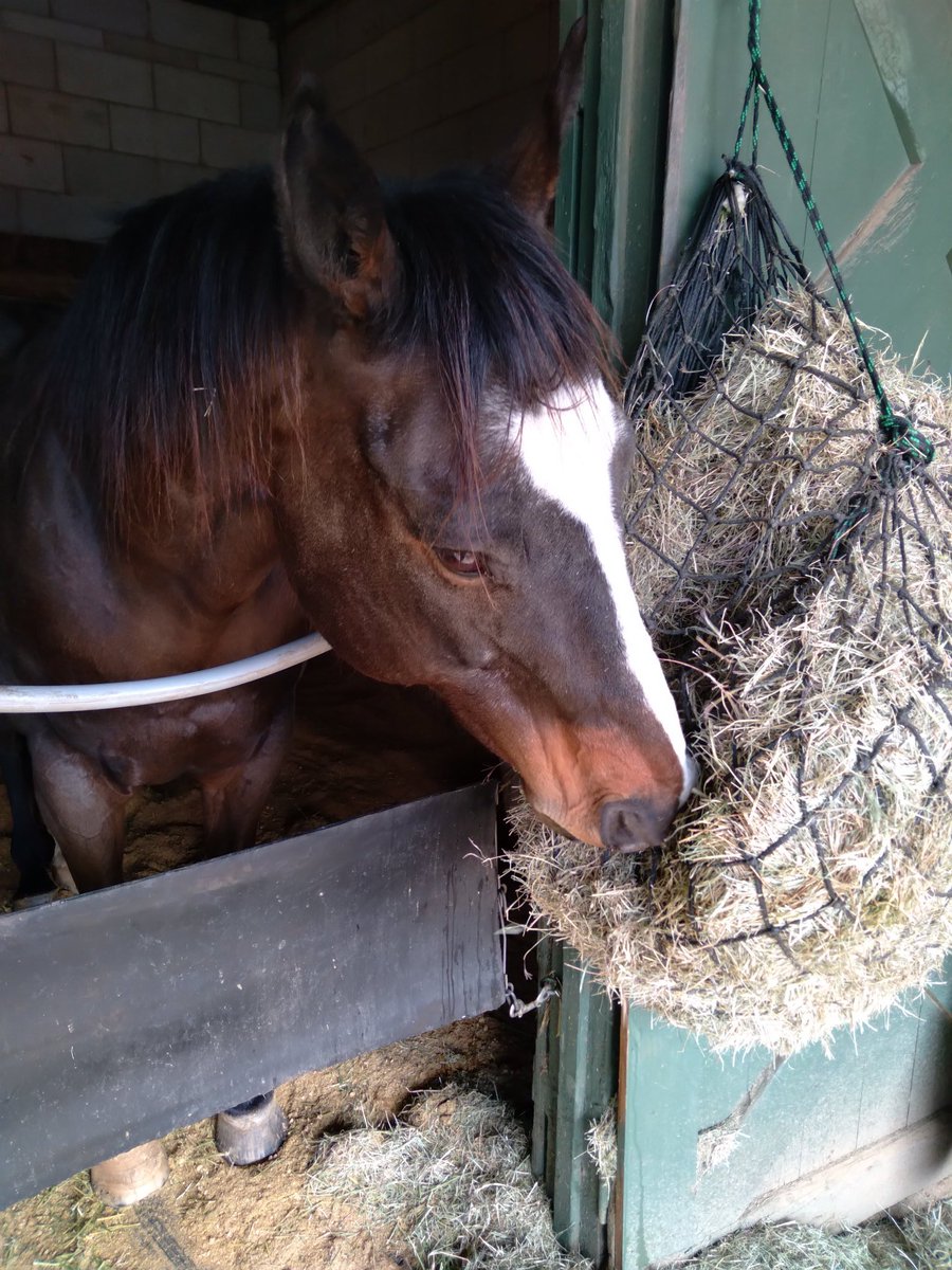 jone_loyd's tweet photo. His real name is #ValidEntry. We call him #Chump or #Dumpster. He's the best #outrider horse I have ever watched work and I adore him! https://t.co/YMsn5fNg2W