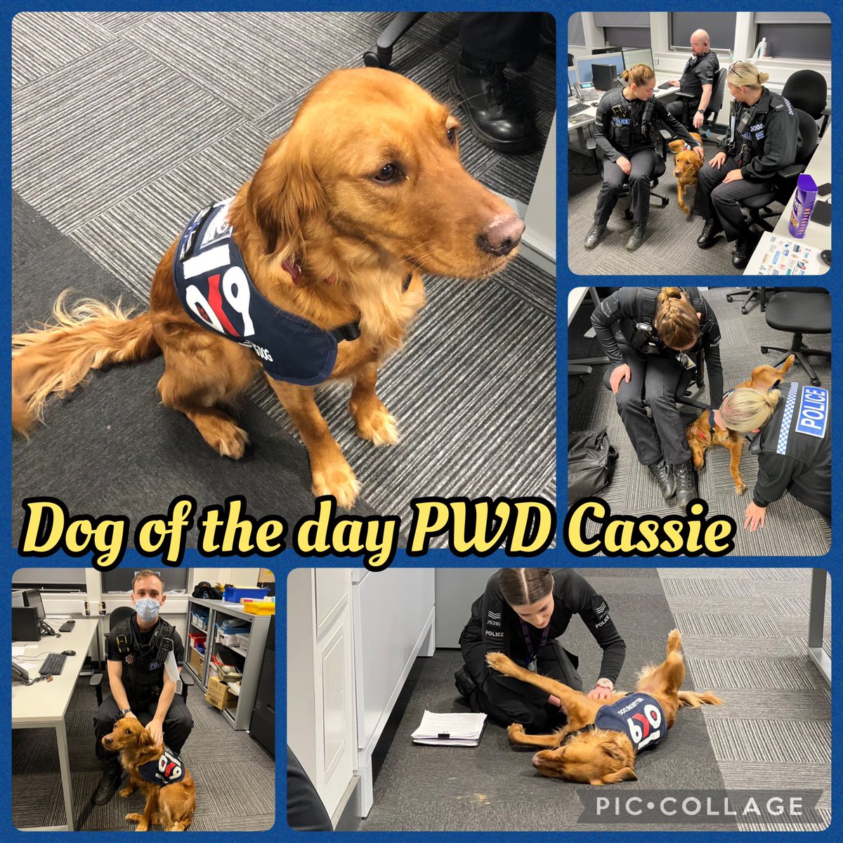 National K9 Memorial tweet media